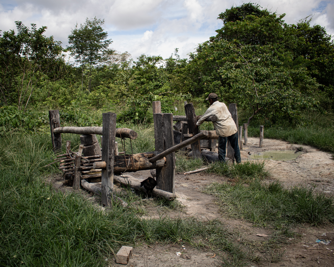 A member of the Novo Paraíso Indigenous community takes cassava paste out of a press, from where it will be processed in an oven to make flour.