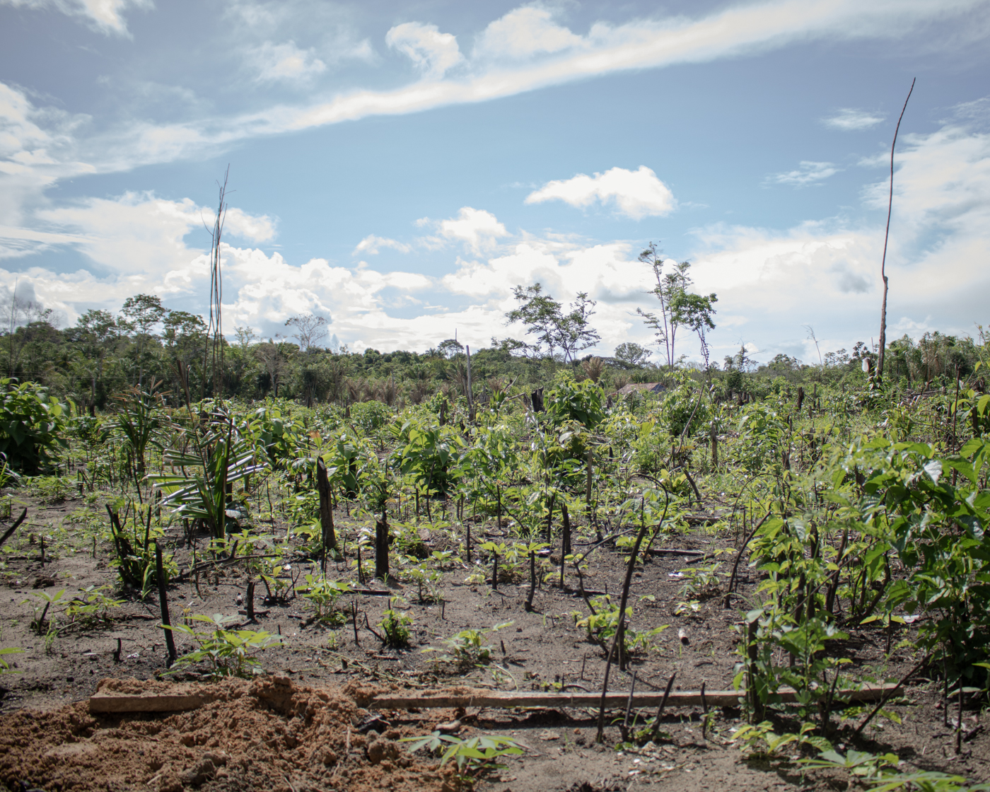Cassava crops in Novo Paraíso, located in the Manoá-Pium Indigenous Territory, in the Brazilian state of Roraima. The local community relies heavily on the production and trade of cassava flour.